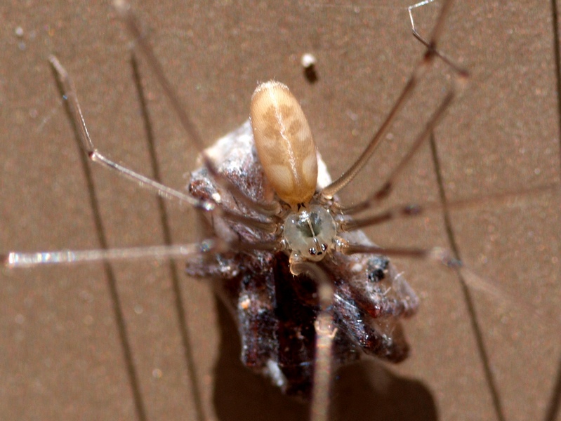 Pholcus phalangioides